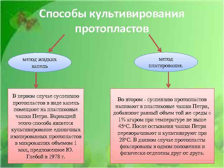 Способы культивирования протопластов метод жидких капель В первом случае суспензию протопластов в виде капель