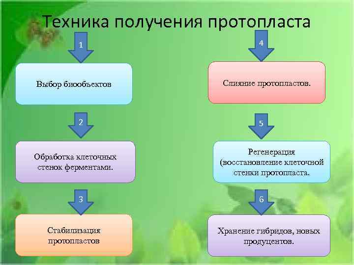 Техника получения протопласта 1 Выбор биообъектов 2 Обработка клеточных стенок ферментами. 3 Стабилизация протопластов