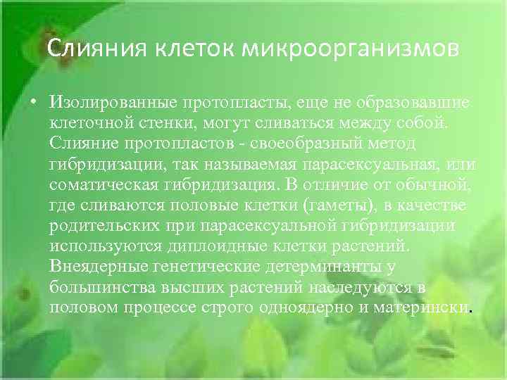 Слияния клеток микроорганизмов • Изолированные протопласты, еще не образовавшие клеточной стенки, могут сливаться между