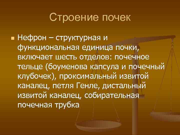 Строение почек n Нефрон – структурная и функциональная единица почки, включает шесть отделов: почечное