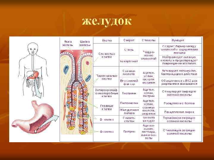 желудок 