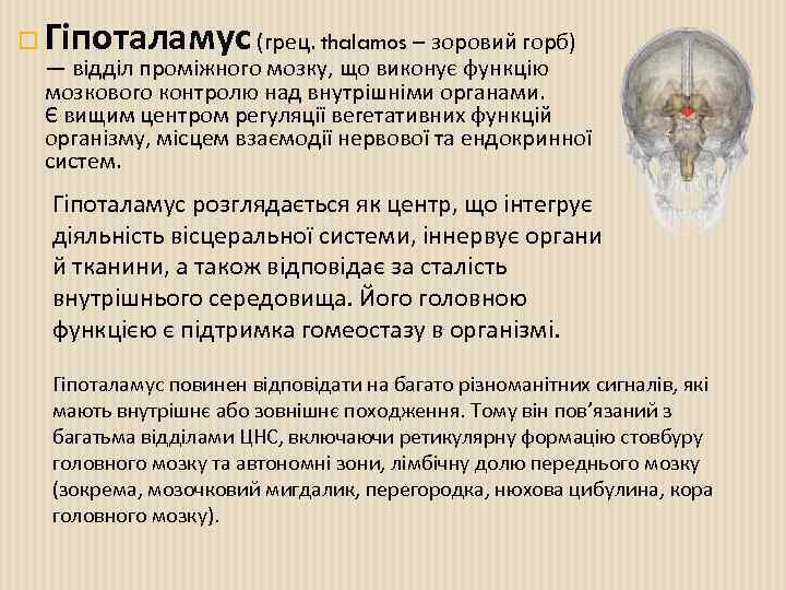  Гіпоталамус (грец. thalamos – зоровий горб) — відділ проміжного мозку, що виконує функцію