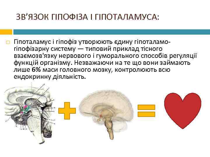 ЗВ’ЯЗОК ГІПОФІЗА І ГІПОТАЛАМУСА: Гіпоталамус і гіпофіз утворюють єдину гіпоталамогіпофізарну систему — типовий приклад