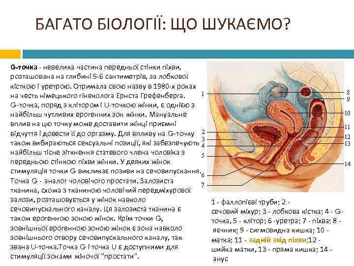 БАГАТО БІОЛОГІЇ: ЩО ШУКАЄМО? G-точка - невелика частина передньої стінки піхви, розташована на глибині