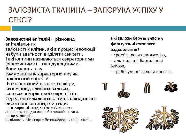 ЗАЛОЗИСТА ТКАНИНА – ЗАПОРУКА УСПІХУ У СЕКСІ? Залозистий епітелій – різновид епітеліальних залозистих клітин,