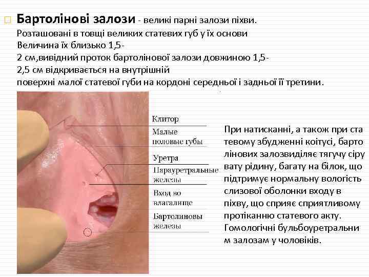  Бартолінові залози - великі парні залози піхви. Розташовані в товщі великих статевих губ