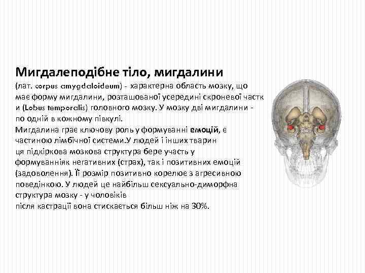 Мигдалеподібне тіло, мигдалини (лат. corpus amygdaloideum) - характерна область мозку, що має форму мигдалини,