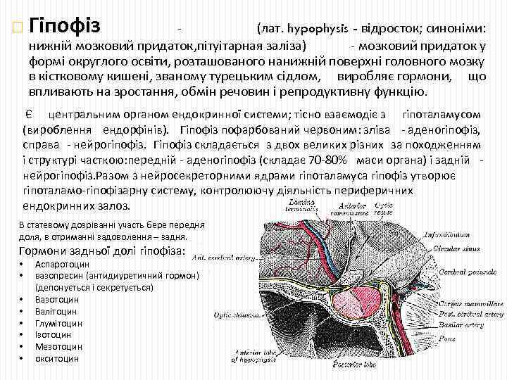  Гіпофіз (лат. hypophysis - відросток; синоніми: нижній мозковий придаток, пітуітарная заліза) - мозковий