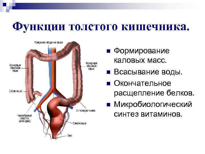 Функции толстого кишечника. n n Формирование каловых масс. Всасывание воды. Окончательное расщепление белков. Микробиологический