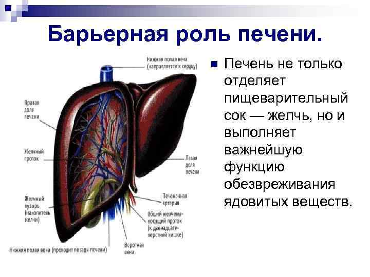 Барьерная роль печени. n Печень не только отделяет пищеварительный сок — желчь, но и