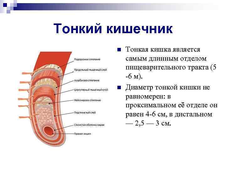 Тонкий кишечник n n Тонкая кишка является самым длинным отделом пищеварительного тракта (5 -6