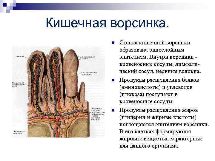 Кишечная ворсинка. n n n Стенка кишечной ворсинки образована однослойным эпителием. Внутри ворсинки -