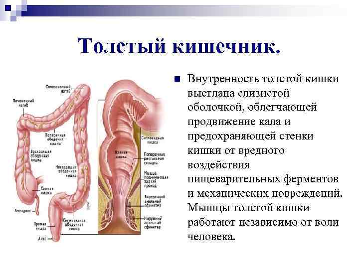 Толстый кишечник. n Внутренность толстой кишки выстлана слизистой оболочкой, облегчающей продвижение кала и предохраняющей