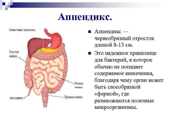Аппендикс. n n Аппендикс — червеобразный отросток длиной 8 -13 см. Это надежное хранилище