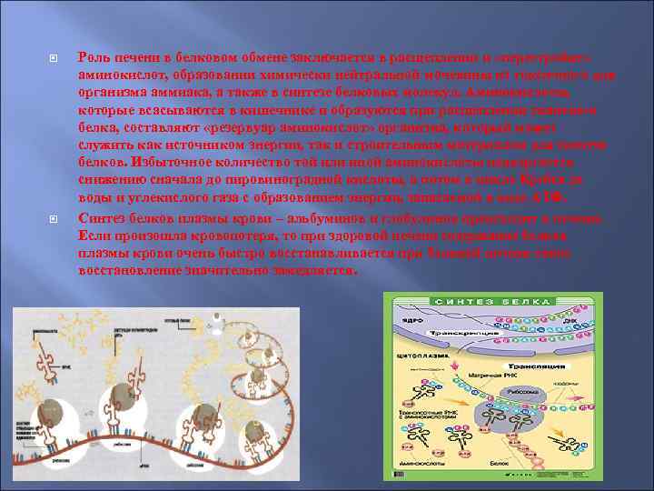  Роль печени в белковом обмене заключается в расщеплении и «перестройке» аминокислот, образовании химически