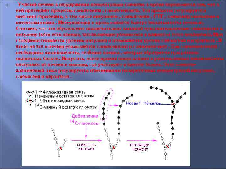  Участие печени в поддержании концентрации глюкозы в крови определяется тем, что в ней