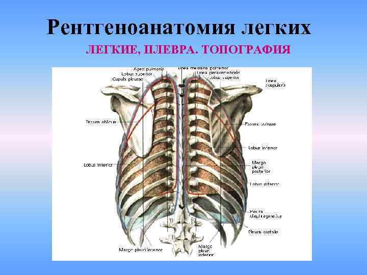 Рентгеноанатомия легких ЛЕГКИЕ, ПЛЕВРА. ТОПОГРАФИЯ 