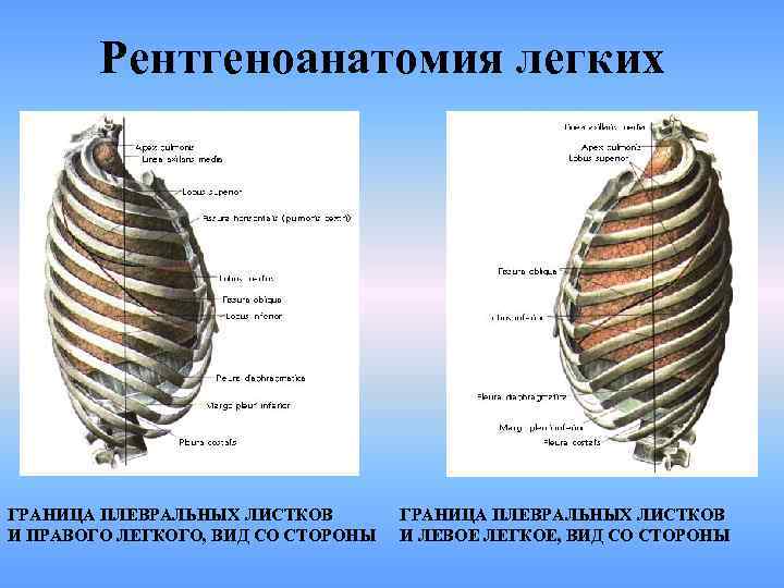 Рентгеноанатомия легких ГРАНИЦА ПЛЕВРАЛЬНЫХ ЛИСТКОВ И ПРАВОГО ЛЕГКОГО, ВИД СО СТОРОНЫ ГРАНИЦА ПЛЕВРАЛЬНЫХ ЛИСТКОВ