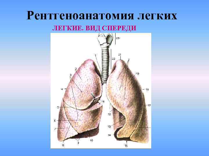 Рентгеноанатомия легких ЛЕГКИЕ. ВИД СПЕРЕДИ 