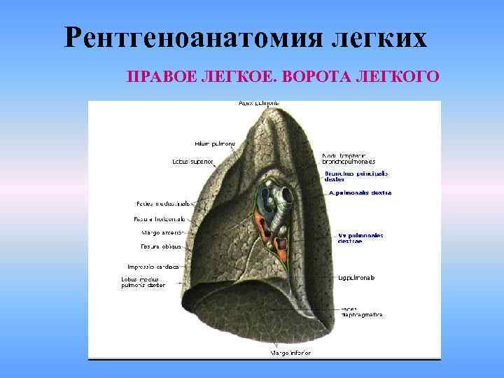 Рентгеноанатомия легких ПРАВОЕ ЛЕГКОЕ. ВОРОТА ЛЕГКОГО 
