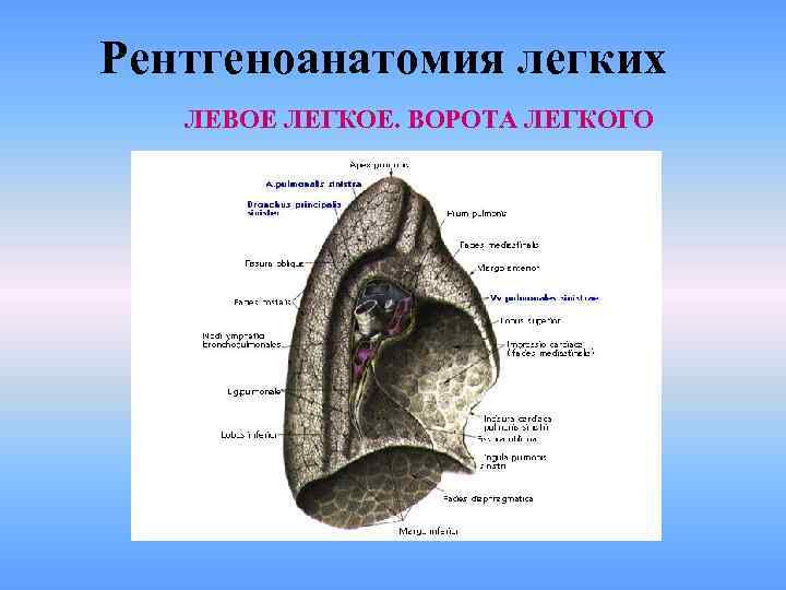 Рентгеноанатомия легких ЛЕВОЕ ЛЕГКОЕ. ВОРОТА ЛЕГКОГО 