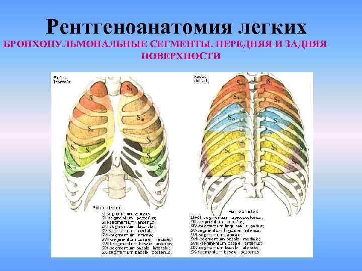 Рентгеноанатомия легких БРОНХОПУЛЬМОНАЛЬНЫЕ СЕГМЕНТЫ. ПЕРЕДНЯЯ И ЗАДНЯЯ ПОВЕРХНОСТИ 