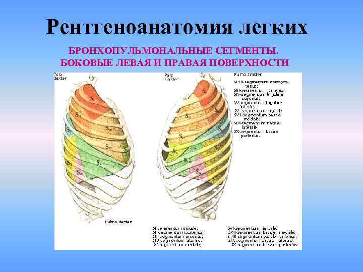 Рентгеноанатомия легких БРОНХОПУЛЬМОНАЛЬНЫЕ СЕГМЕНТЫ. БОКОВЫЕ ЛЕВАЯ И ПРАВАЯ ПОВЕРХНОСТИ 