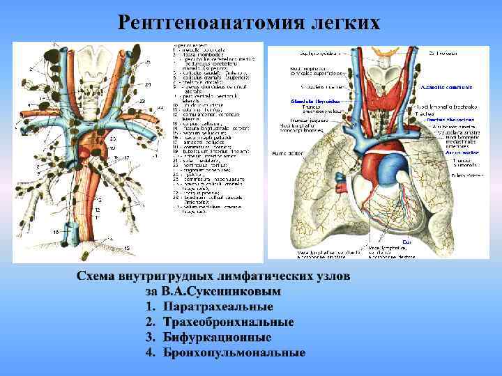 Рентгеноанатомия легких 