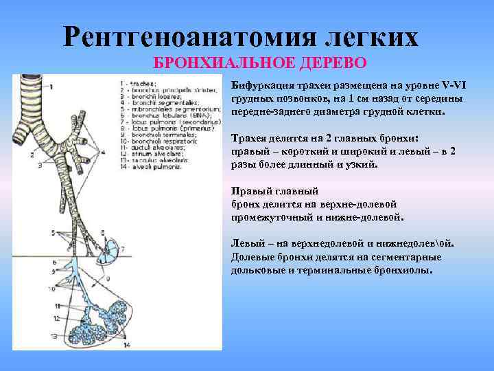 Рентгеноанатомия легких БРОНХИАЛЬНОЕ ДЕРЕВО Бифуркация трахеи размещена на уровне V-VI грудных позвонков, на 1