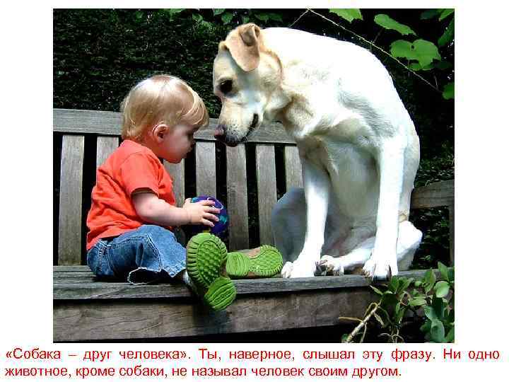  «Собака – друг человека» . Ты, наверное, слышал эту фразу. Ни одно животное,
