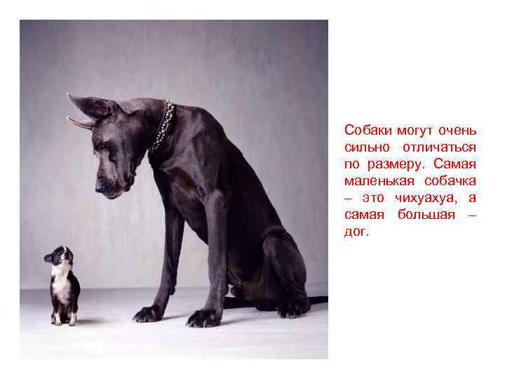 Собаки могут очень сильно отличаться по размеру. Самая маленькая собачка – это чихуахуа, а