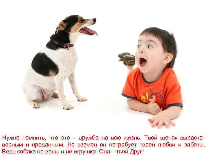 Нужно помнить, что это – дружба на всю жизнь. Твой щенок вырастет верным и