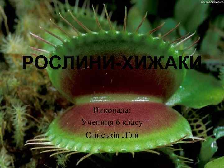 РОСЛИНИ-ХИЖАКИ Виконала: Учениця 6 класу Ониськів Ліля 
