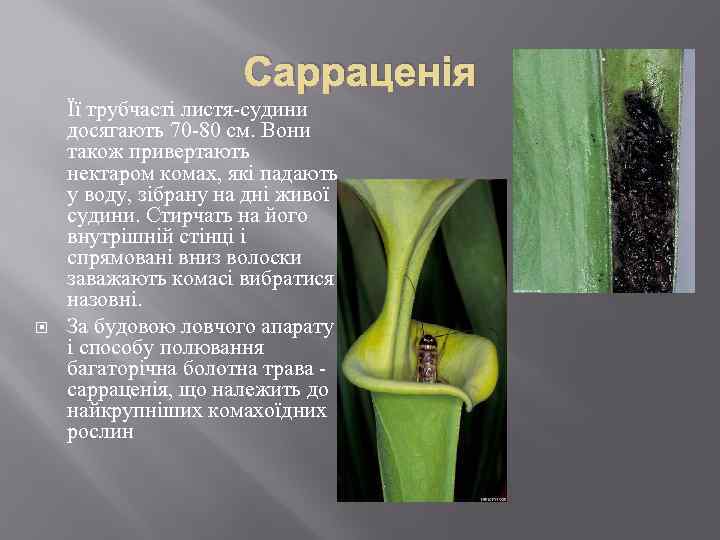 Сарраценія Її трубчасті листя-судини досягають 70 -80 см. Вони також привертають нектаром комах, які