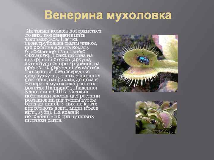 Венерина мухоловка Як тільки комаха доторкнеться до них, половинки вмить закриваються. Пастка сконструйована таким