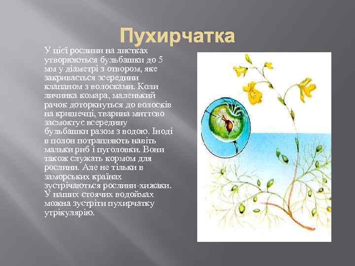 Пухирчатка У цієї рослини на листках утворюються бульбашки до 5 мм у діаметрі з