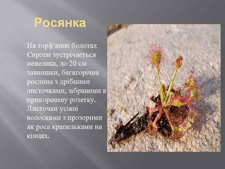 Росянка На торф'яних болотах Європи зустрічається невелика, до 20 см заввишки, багаторічна рослина з