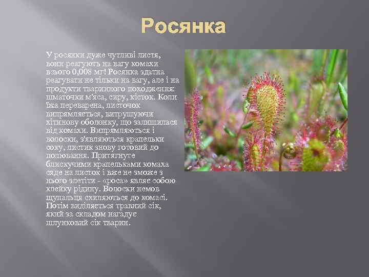 Росянка У росянки дуже чутливі листя, вони реагують на вагу комахи всього 0, 008