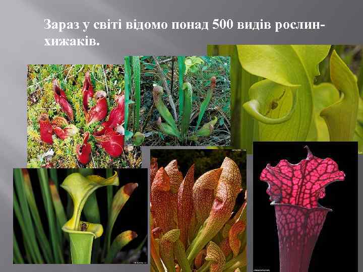 Зараз у світі відомо понад 500 видів рослинхижаків. 