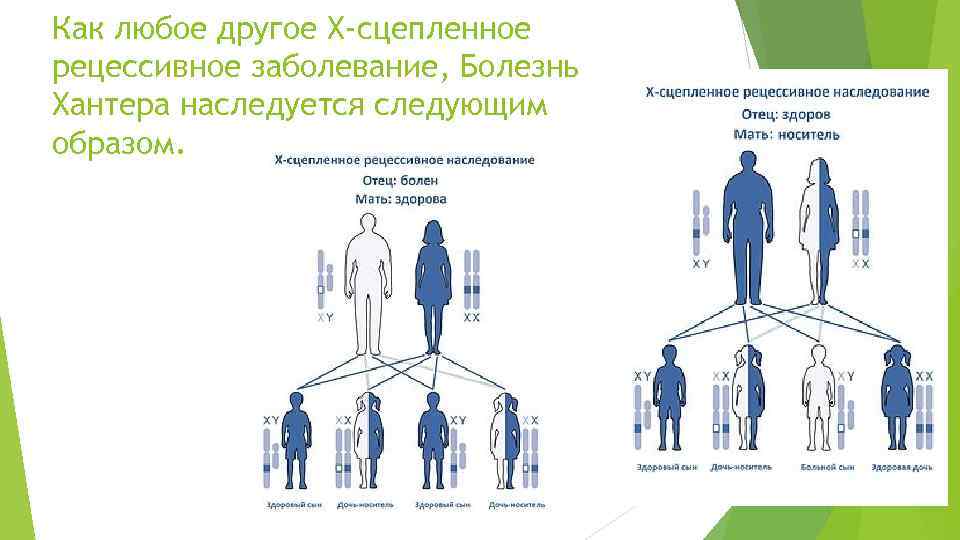 Как любое другое Х-сцепленное рецессивное заболевание, Болезнь Хантера наследуется следующим образом. 