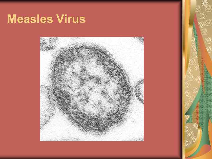 Measles Virus 