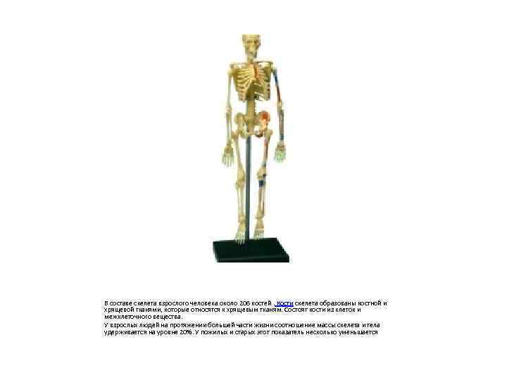 В составе скелета взрослого человека около 206 костей. Кости скелета образованы костной и хрящевой