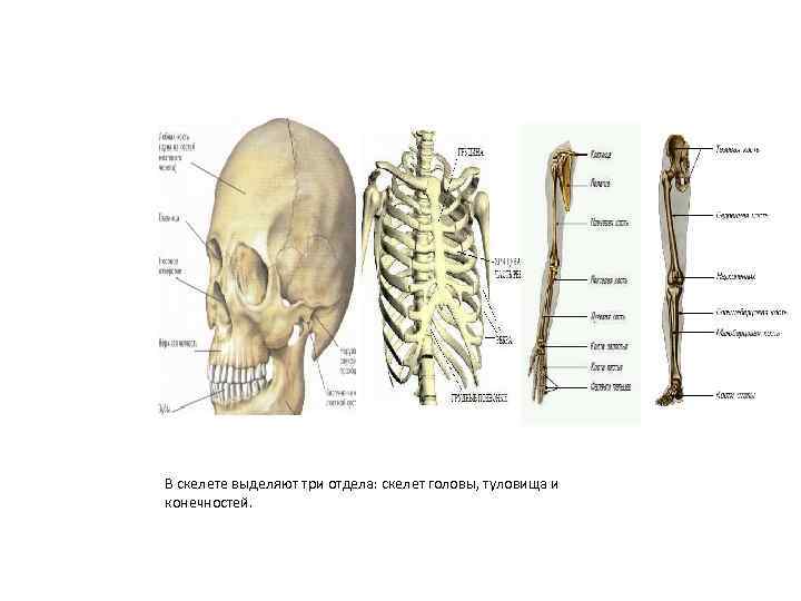 Скелет головы и туловища