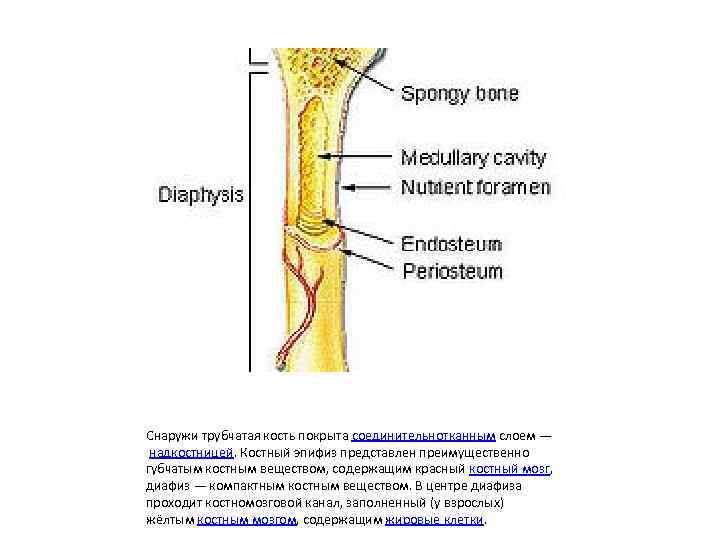 Снаружи трубчатая кость покрыта соединительнотканным слоем — надкостницей. Костный эпифиз представлен преимущественно губчатым костным