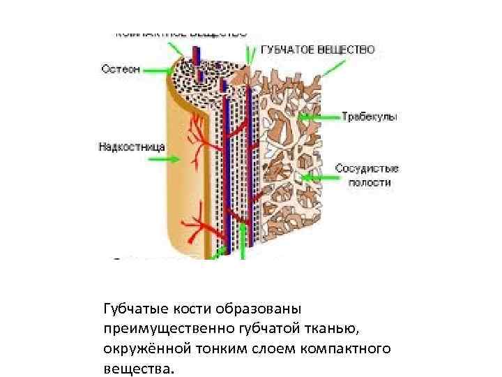 Ткань заполняющая полости губчатого вещества