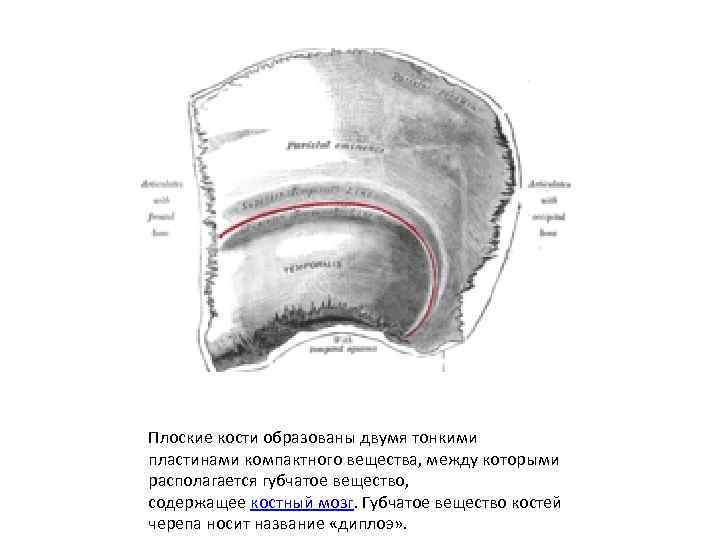 Плоские кости образованы двумя тонкими пластинами компактного вещества, между которыми располагается губчатое вещество, содержащее