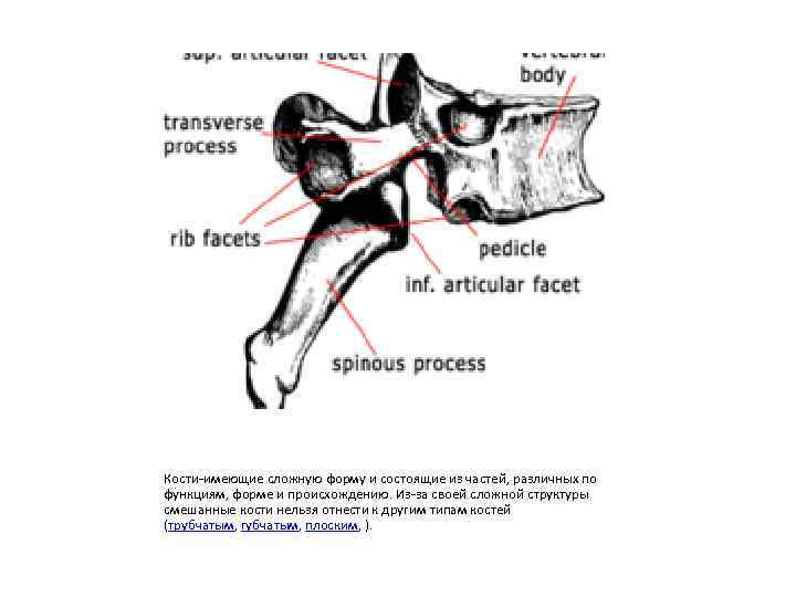 Кости-имеющие сложную форму и состоящие из частей, различных по функциям, форме и происхождению. Из-за