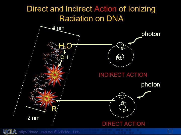 Direct and Indirect Action of Ionizing Radiation on DNA 4 nm photon H 2