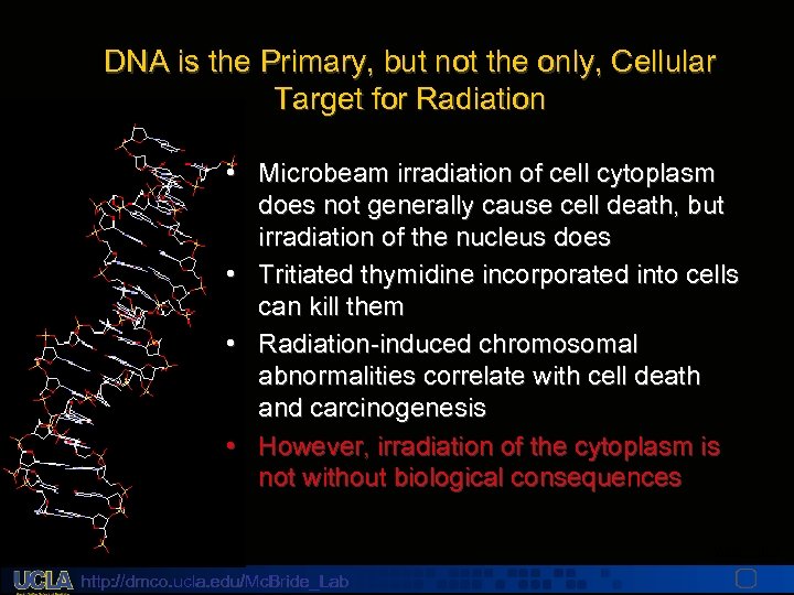 DNA is the Primary, but not the only, Cellular Target for Radiation • Microbeam