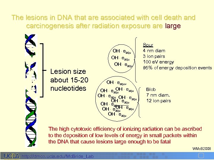 The lesions in DNA that are associated with cell death and carcinogenesis after radiation